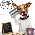 Animal Communication Diploma